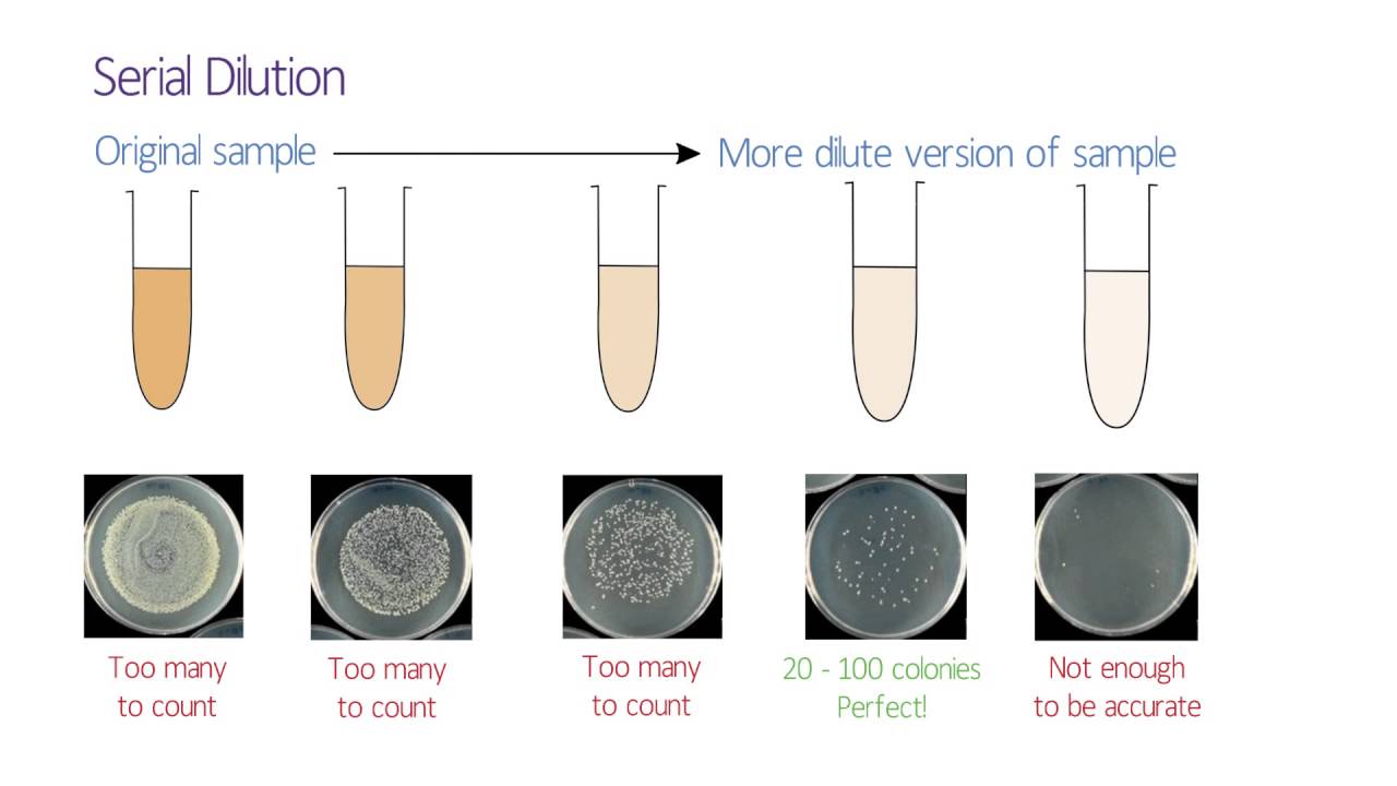 microbiology serial dilution calculator